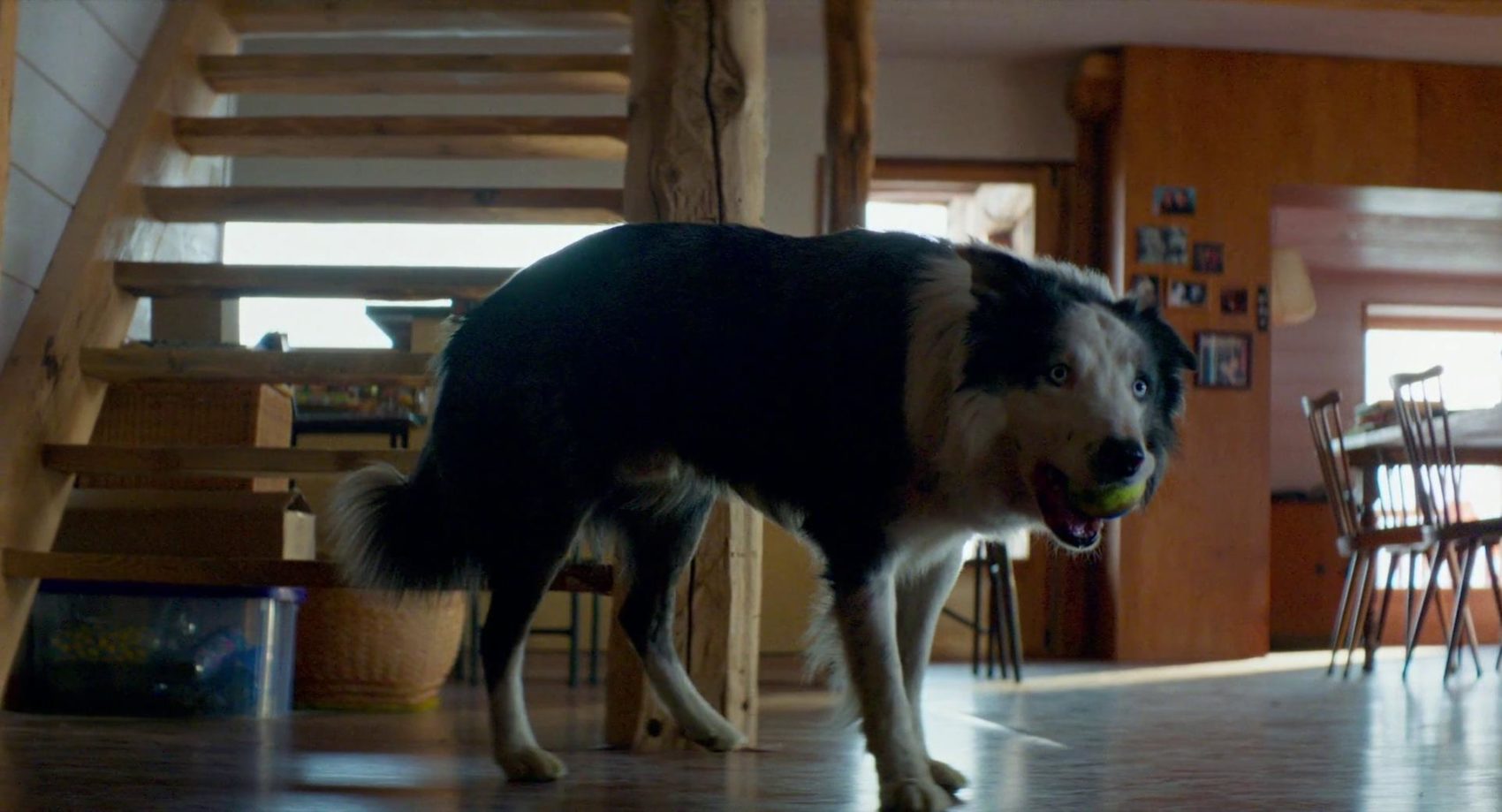 Snoop, o cachorro do filme "Anatomia de uma Queda"